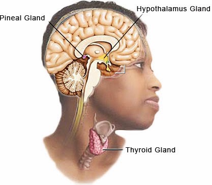 Activate The Thyroid Gland