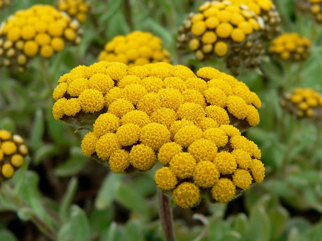 800px helichrysum basalticum 2 Six plants other than cannabis that are high in healing cannabinoids
