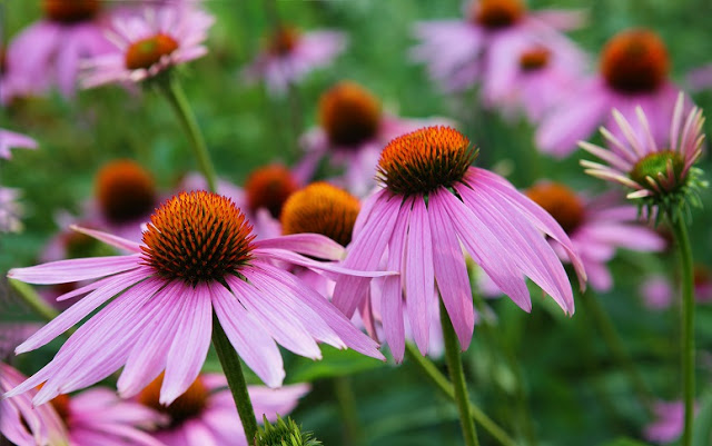 coneflower Six plants other than cannabis that are high in healing cannabinoids