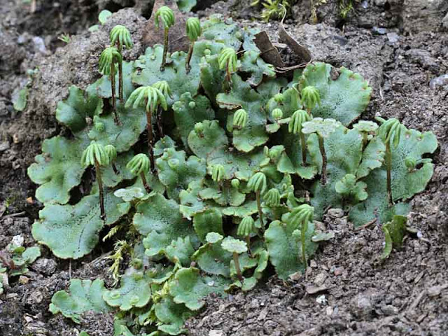 liverwort Six plants other than cannabis that are high in healing cannabinoids