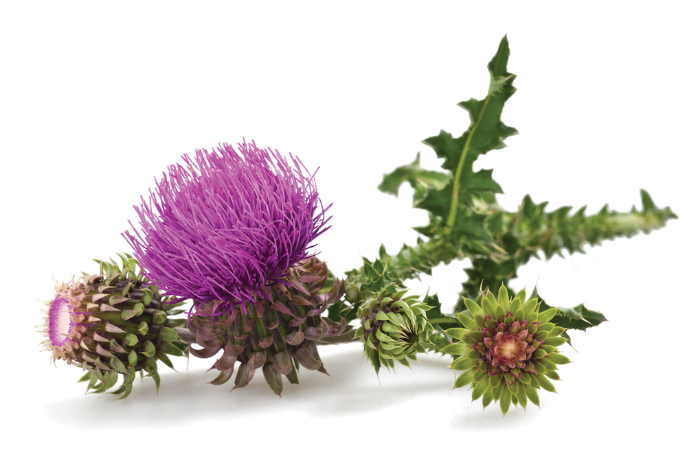 can-milk-thistle-help-heal-breast-cancer-nexus-newsfeed