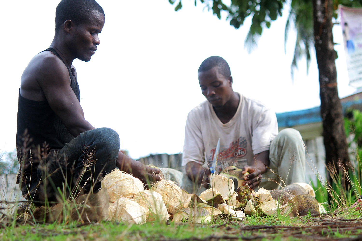 Making fresh virgin coconut oil in Africa.