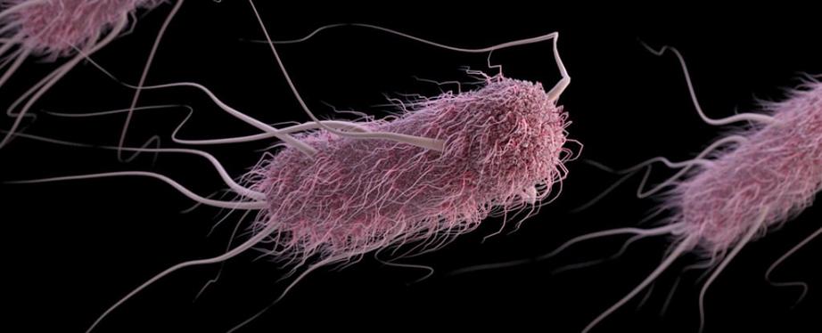 They could communicate with E. coli bacteria