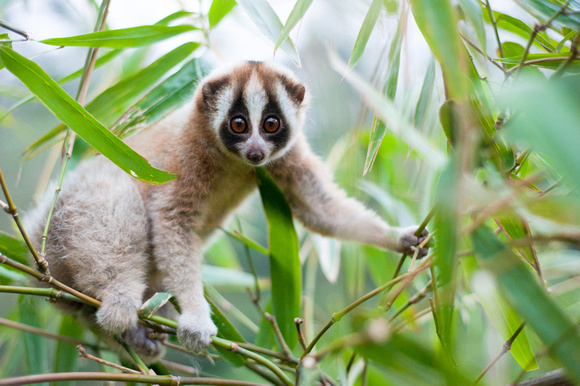 27 Critically Endangered Javan Slow Lorises Rescued From Online Traders ...