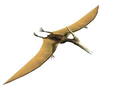 dinosaur birds that fly