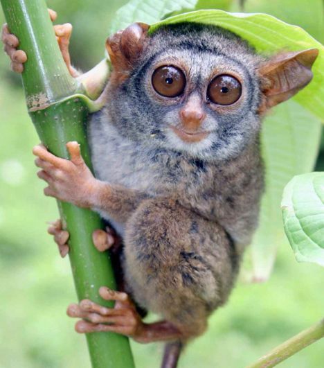 This new primate is a 'giant' among tiny bush babies ...
