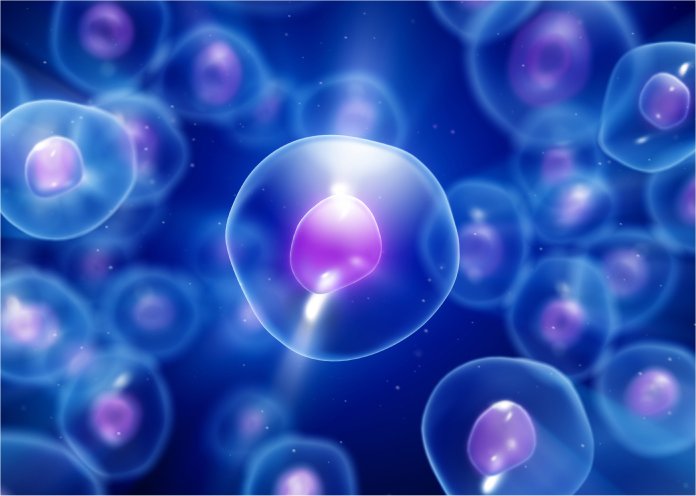 Stem cells could extend human life by over 200 years - Nexus Newsfeed