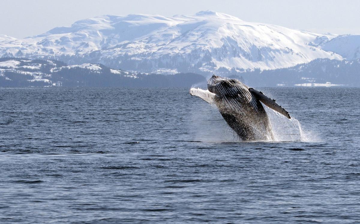 Аляска кит