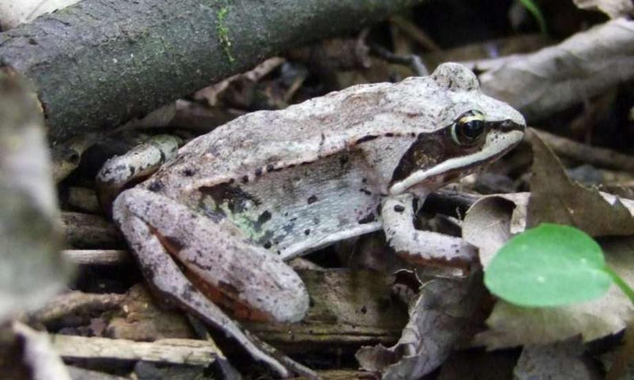 Lithobates sylvaticus found in southern Quebec