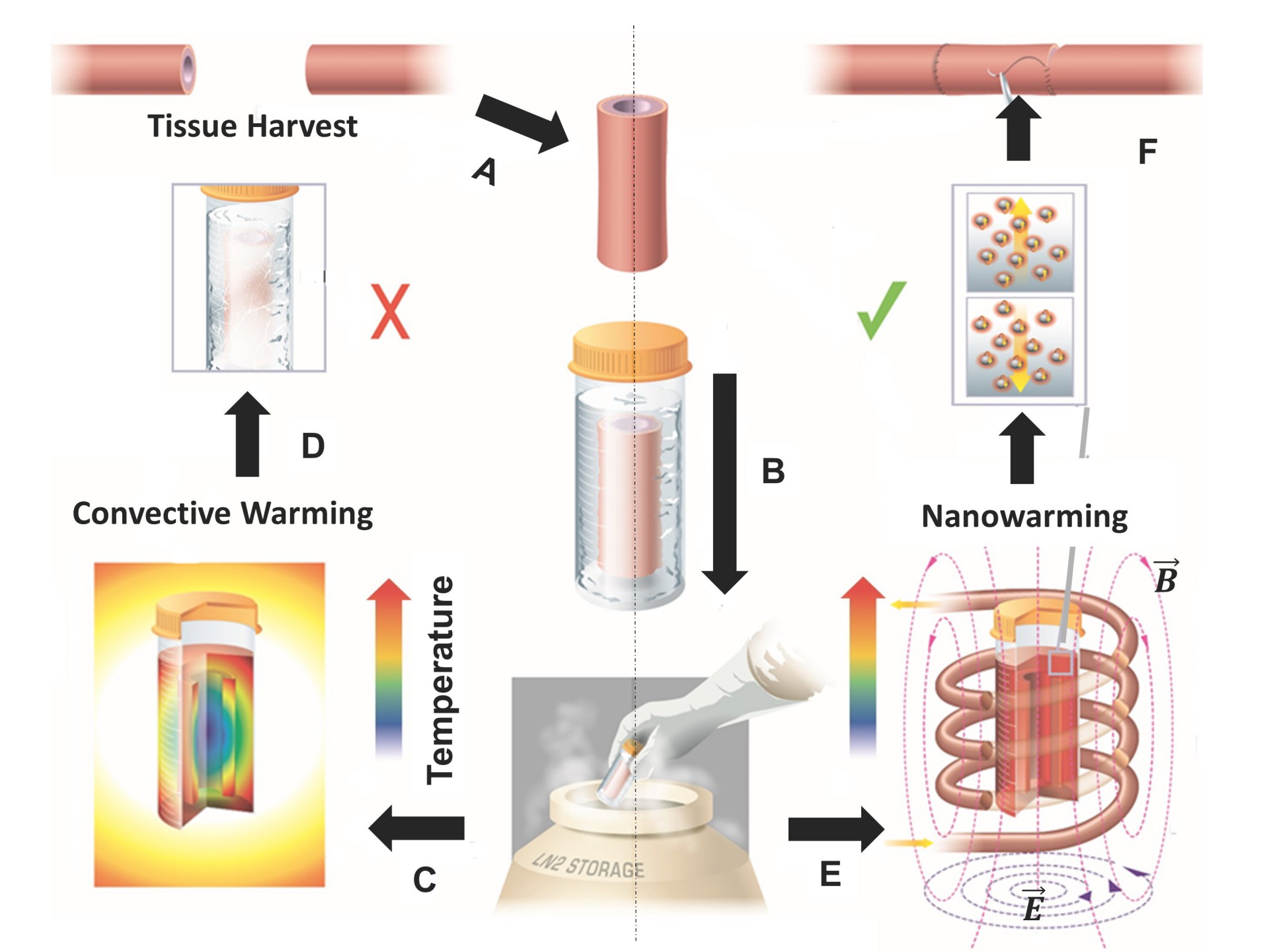 Manuchehrabadi et al., Science Translational Medicine (2017)