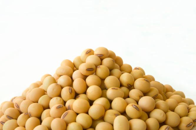 Phytoestrogens in soy infant formula  Nexus Newsfeed