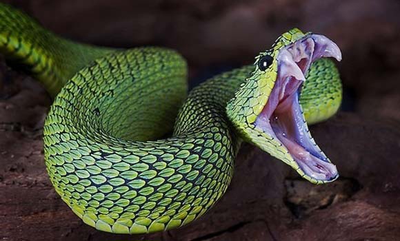 Snake bite? Chemists figure out how to easily and cheaply halt venom's ...