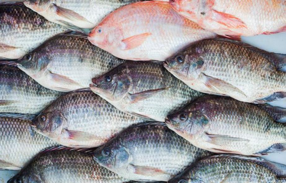 When it's used as a burn treatment, the skin of tilapia reduces the need for pain medication.