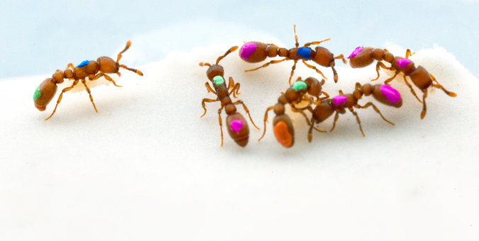 By using gene knockout techniques, the researchers made some raider ants display asocial behavior.