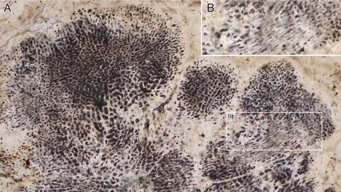  These fossils predate earliest accepted red algae fossils by 400 million years. (Supplied: S Bengston et al/PLOS Biology)