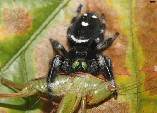 This is a jumping spider Phidippus regius preying on a bush cricket (Tettigoniidae).