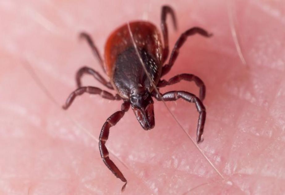 Only certain ticks, like the deer tick pictured here, will transmit Lyme disease to humans. 