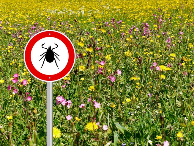 Lyme disease is more common in northern areas of the United States than other regions due to the presence of animals that ticks like to feed upon.