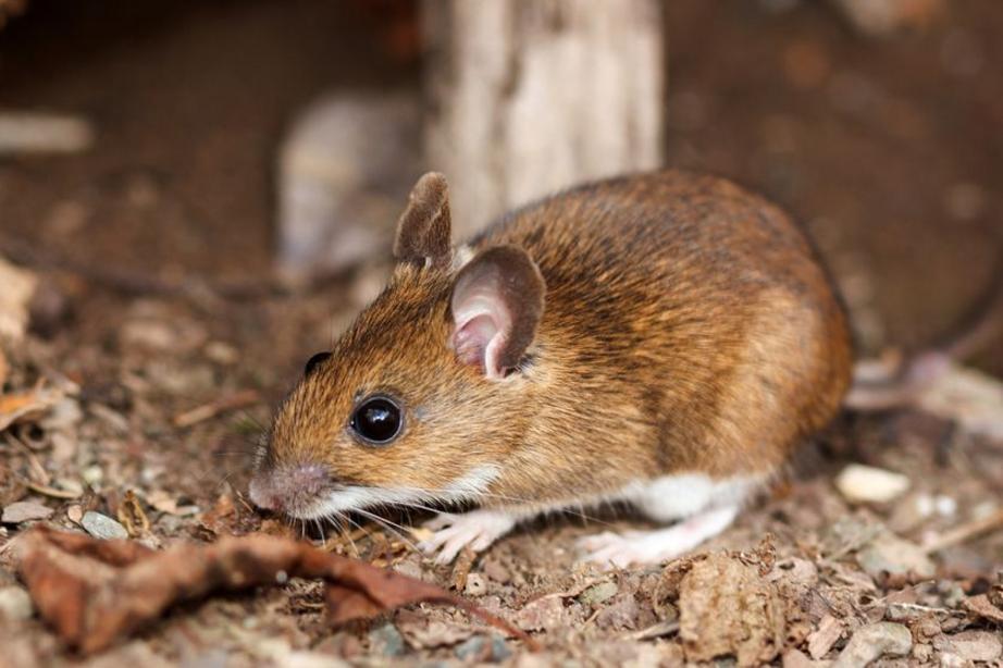 White-footed mice infect up to 95 percent of ticks that feed on them. 