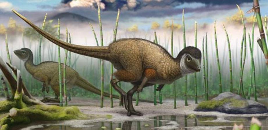 Kulindadromeus, a small bipedal ornithischian dinosaur that is now part of the new grouping Ornithoscelida 