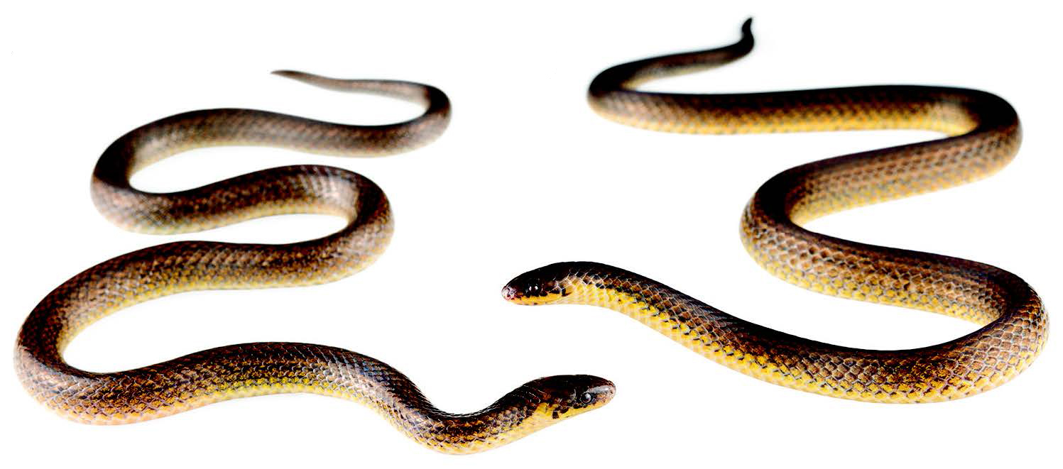 The Cerberus Groundsnake is a new species from Ecuador - Nexus Newsfeed