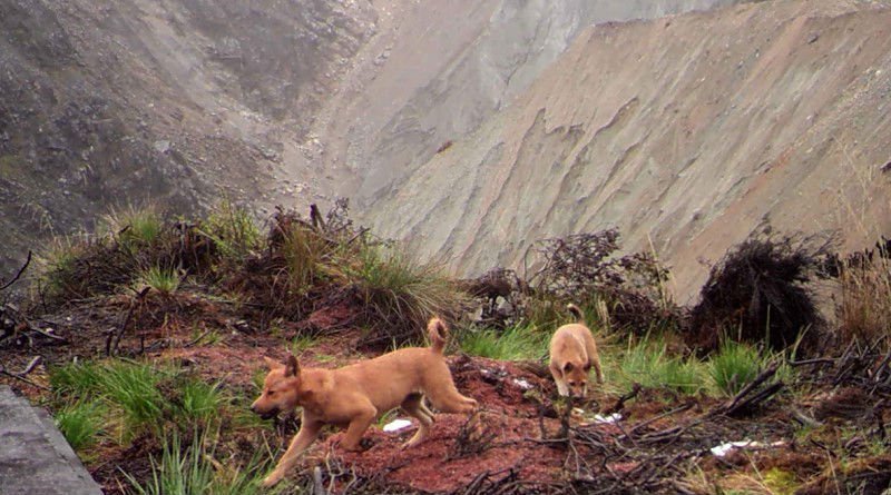 Highland wild dog pups.