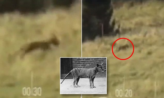 Ghost of the Tasmanian tiger scientists investigate sightings Nexus