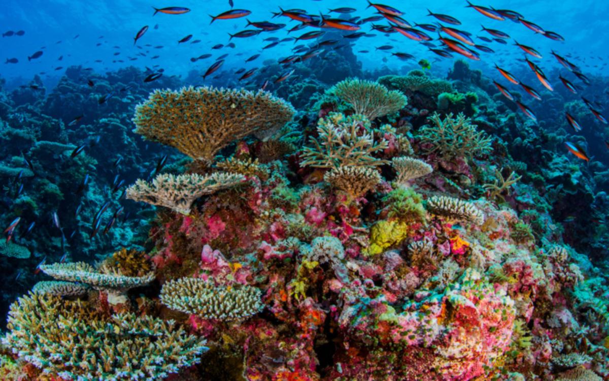 Military base-building destroys coral reefs in the South China Sea ...