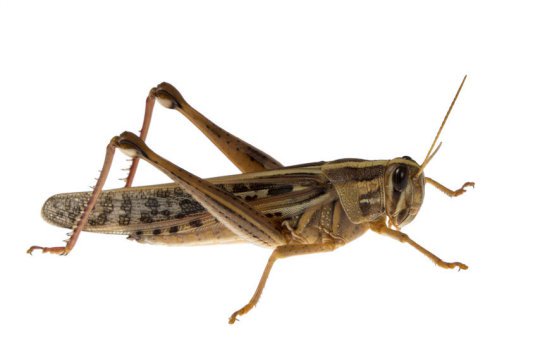 Locust (stock image). Engineers at Washington University in St. Louis used nanoparticles, aerosol technology and locusts in proof of concept research that could someday change the way medicine is delivered to the brain. Credit: © Irina K. / Fotolia