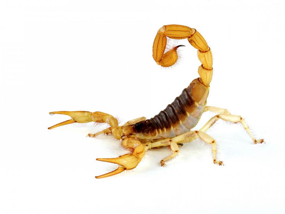 Scorpion