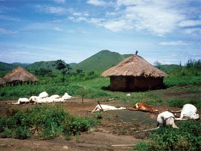 Dead cattle after the event. Credit: US Geological Survey