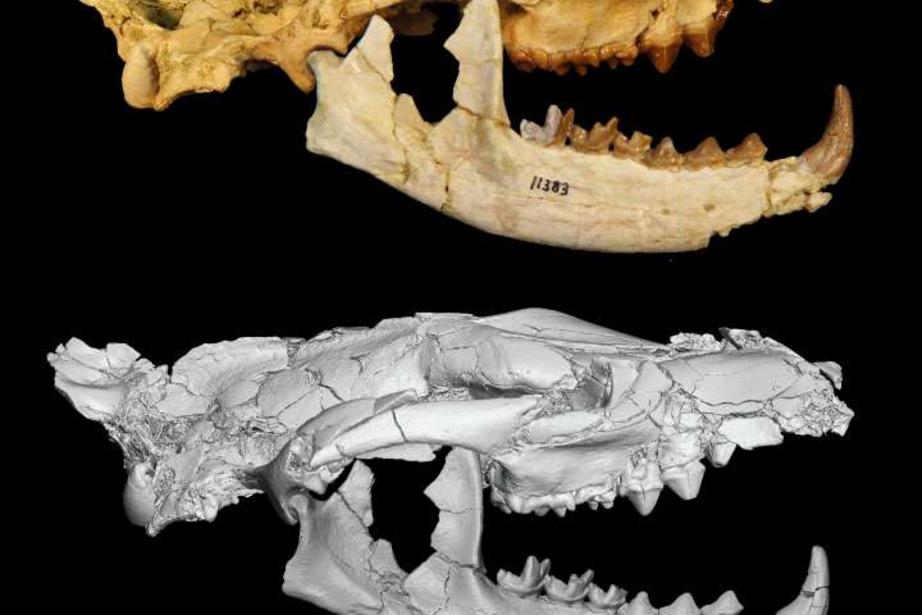 Hyaenodont skull.
