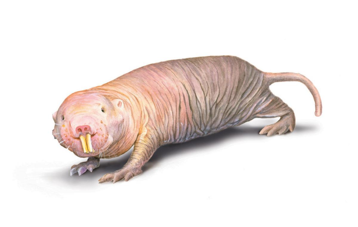 We know how naked mole rats live without oxygen - Chattr