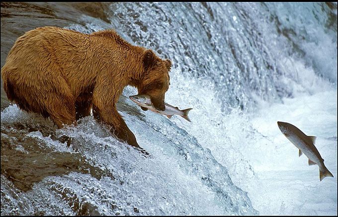 Wild Sockeye Salmon