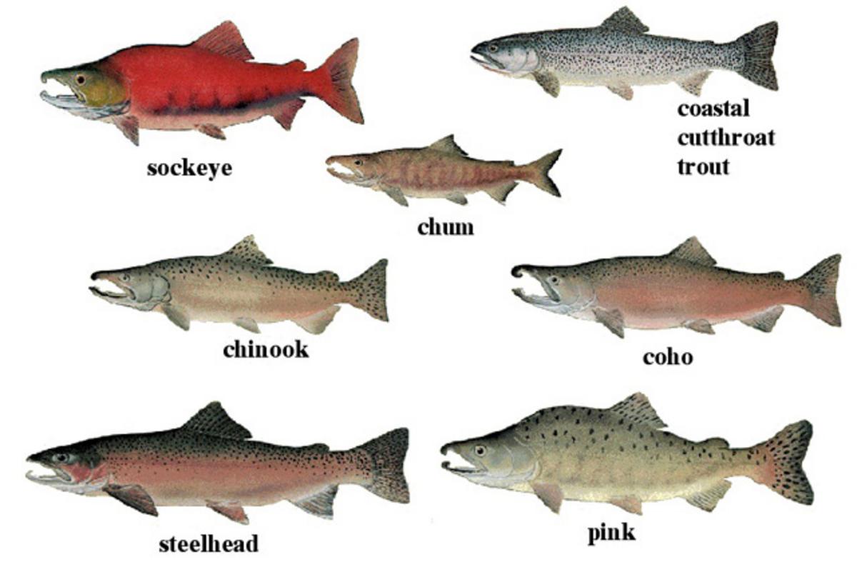 What will happen when engineered salmon escape into the