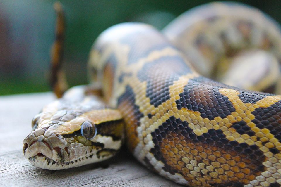 Exotic pets wreaking havoc in the wild - Nexus Newsfeed