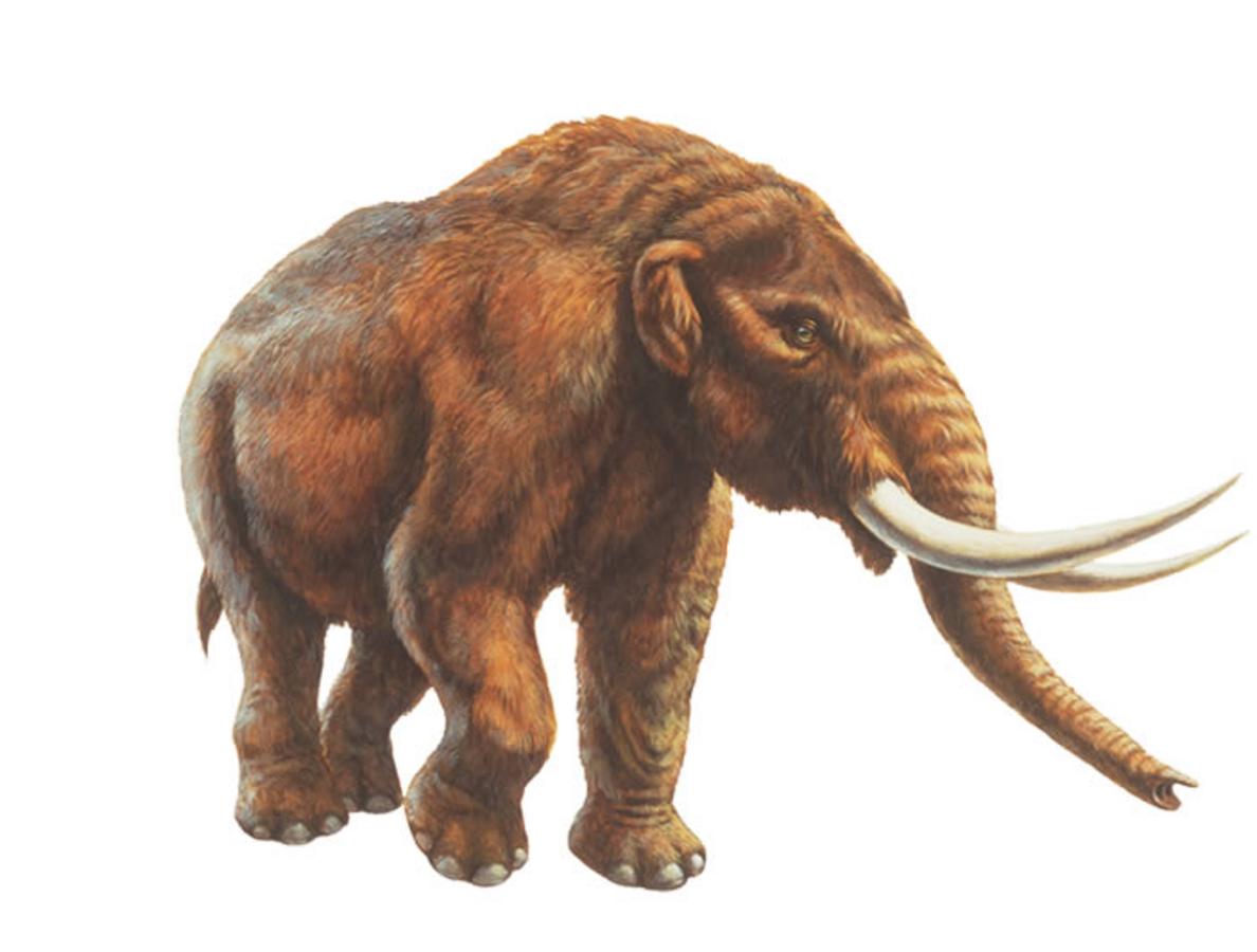Мастодонт значение. Мастодонт и мамонт. Мастодонт Борсона. Предок слона мастодонт. Семейство мастодонты (Mammutidae).