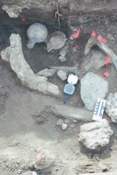 A concentration of fossil bone and rock. The unusual positions of the femur heads, one up and one down, broken in the same manner next to each other is unusual. Mastodon molars are located in the lower right hand corner next to a large rock comprised of a