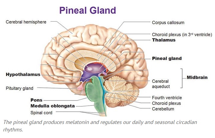 how-to-decalcify-your-pineal-gland-and-why-you-should-nexus-newsfeed