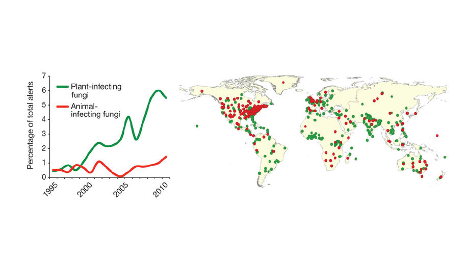 Fungal diseases are on the rise Nexus Newsfeed