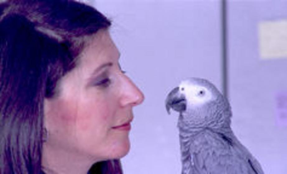 Alex, an African gray parrot, was trained by ethologist Irene Pepperberg to count objects. 