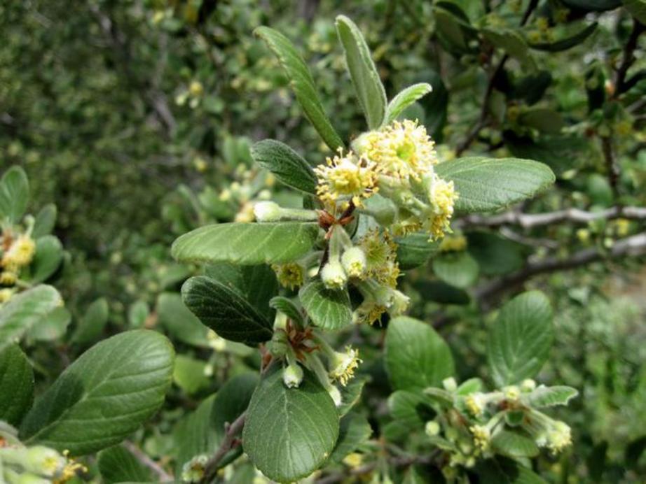   Photo: Calscape/California Native Plant Society