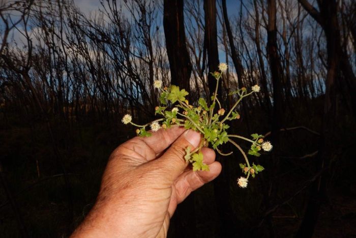 Two new plant species rise like a phoenix from the ashes