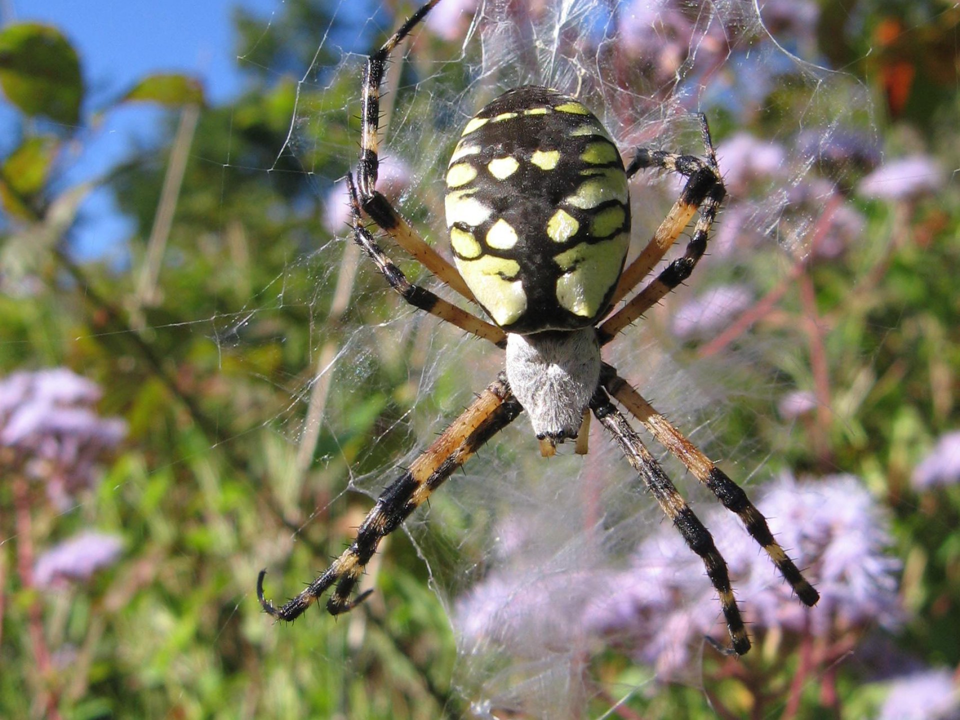 : black & yellow garden spider, writing spider, or corn spider, Argiope