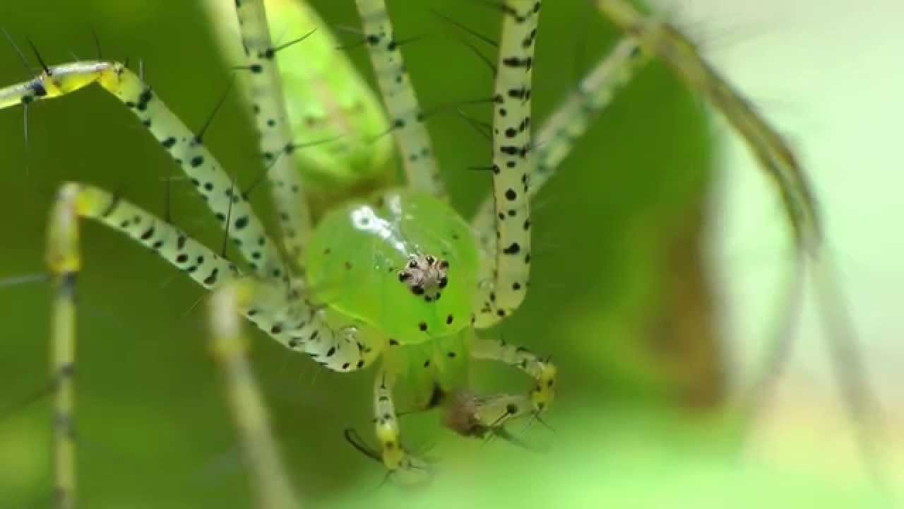 Green Lynx Spider