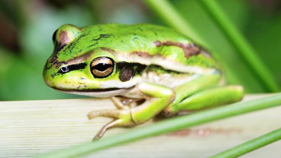 The Green and Golden Bell Frog 