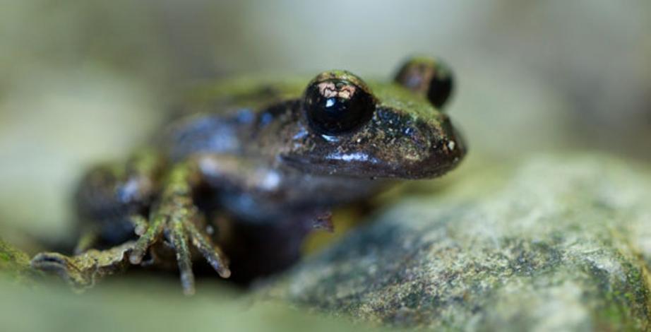 Maud Island frog. Image: Sabine Bernert.