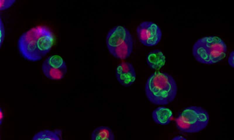 Being able to track fluorescently tagged proteins as they move about in response to genetic changes or drugs will help reveal clues to disease