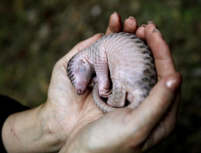 Record haul of pangolin scales seized in Malaysia - Nexus Newsfeed