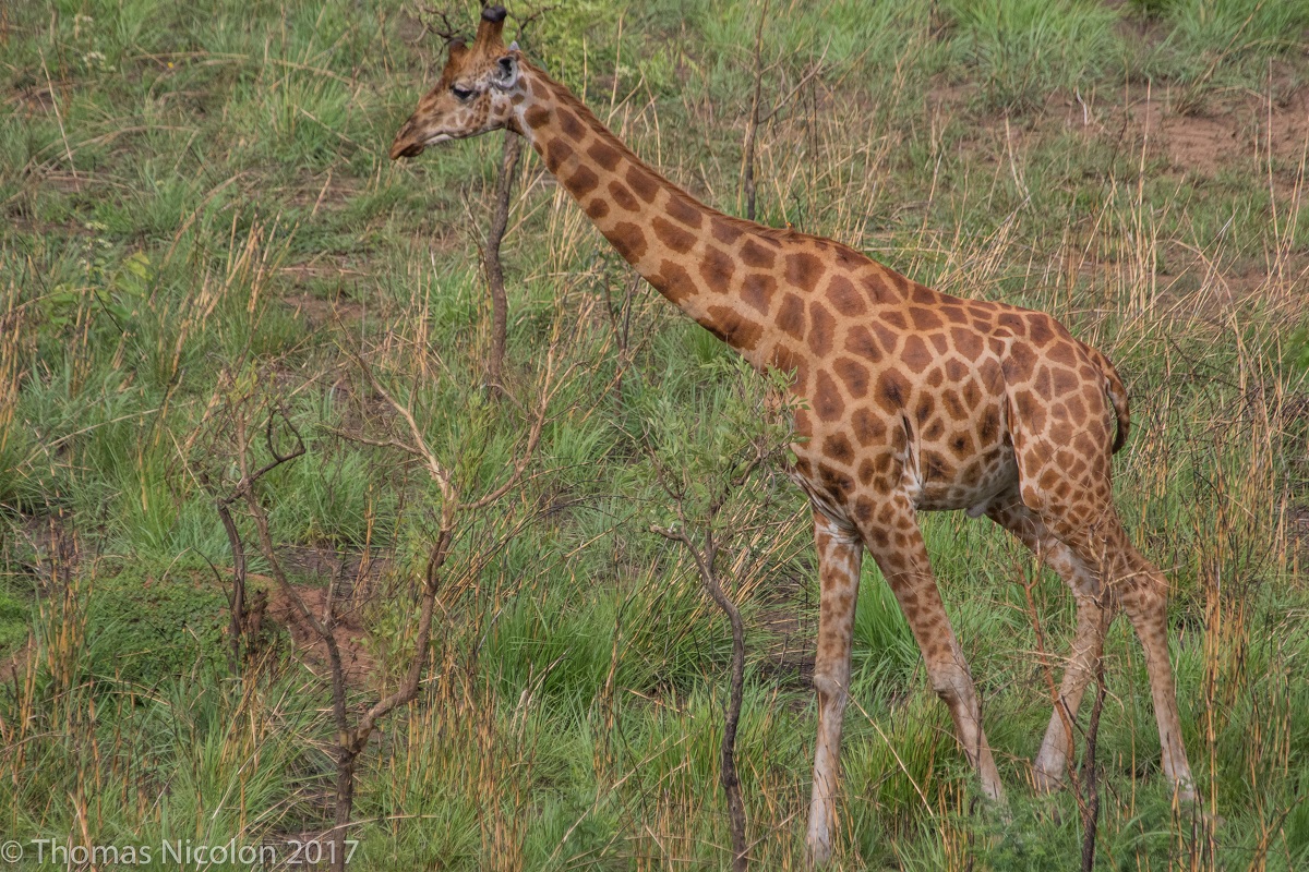 giraffe predators threats